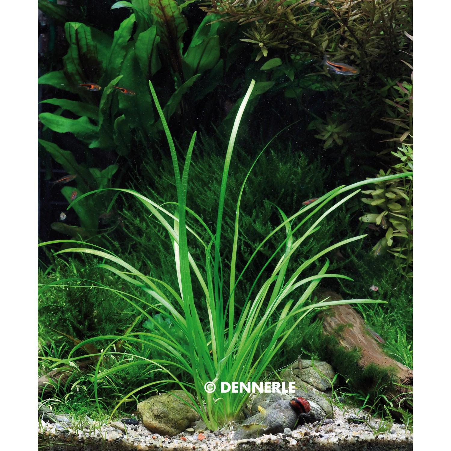 Dennerle Sagittaria Subulata Var. Pusilla Aquariumpflanze im Aquarium mit Kies und Deko.