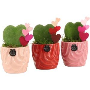 Hoya im Keramikgefäß Auswahl Topf-Ø ca. 8 cm