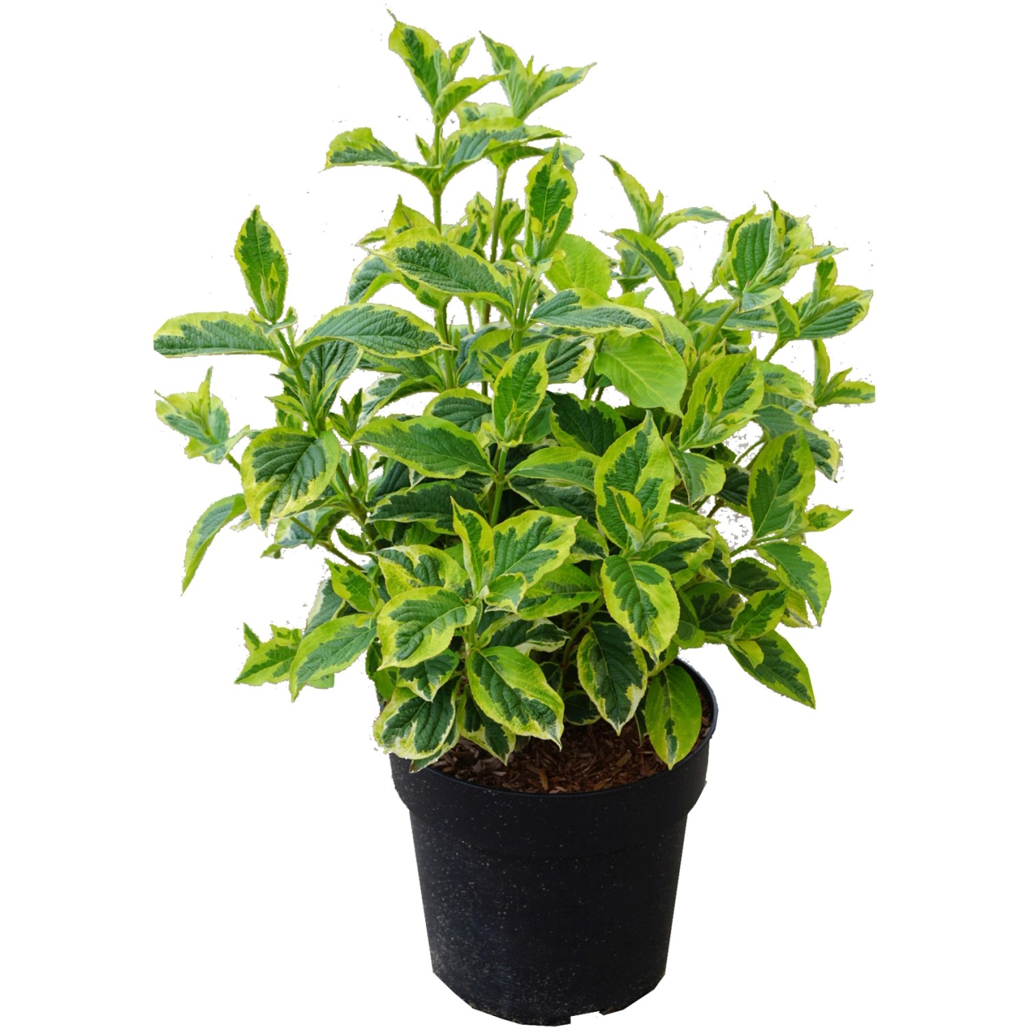 Weigelie White Lightning Höhe ca. 50-60 cm Topf ca. 6 l Weigela florida