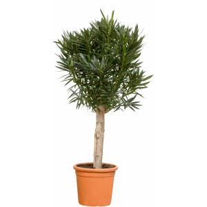 Oleander Stamm XXL, ca. 120-140 cm, im Topf. Nerium oleander Kübelpflanze für Terrasse und Balkon.
