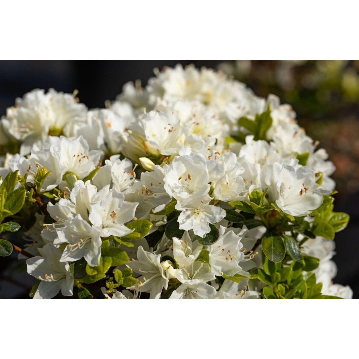 Rhododendron Obtusum Adonis Azalee Rosa Blüten 20–25 cm günstig online kaufen