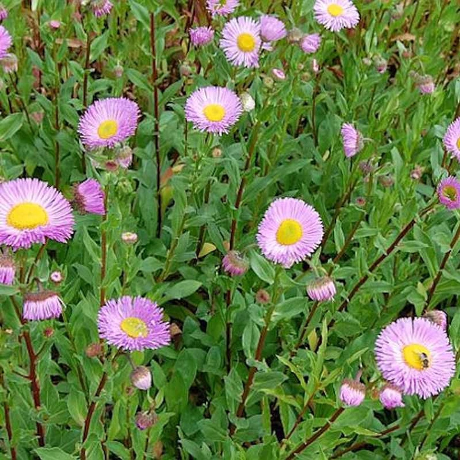 Feinstrahlaster Rosa Juwel - Erigeron Hybrid günstig online kaufen