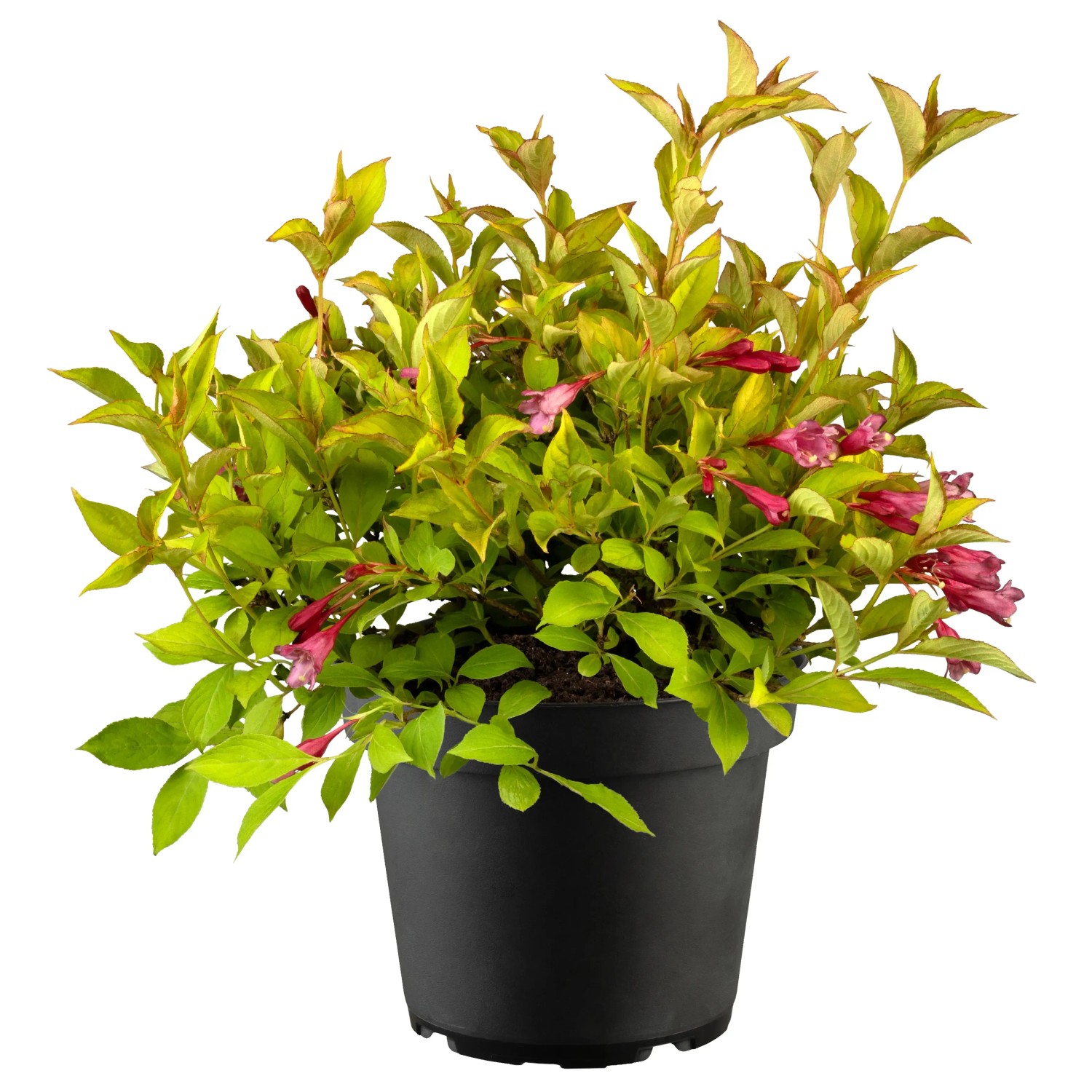 GROW by OBI Weigelie "Cherry Love" Topf-Ø ca. 2,3 L Weigelia florida