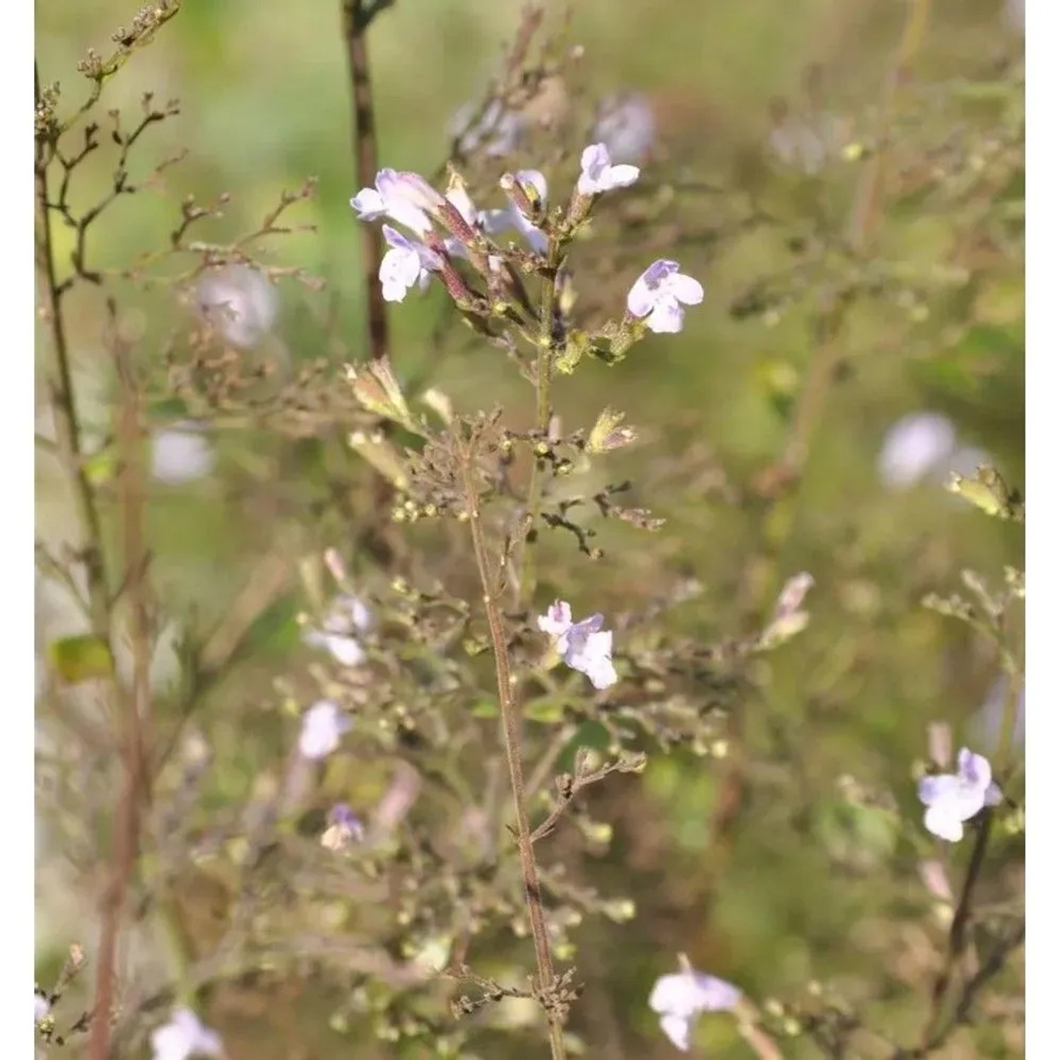 Kleinblättrige Bergminze Weißer Riese - Calamintha nepeta