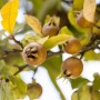 Nahaufnahme der Früchte der Echten Mispel (Mespilus Germanica) am Baum.