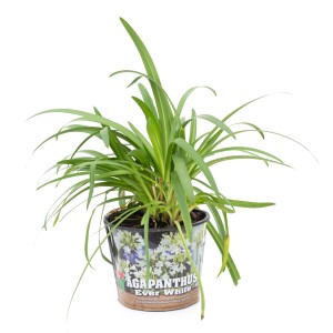 Schmucklilie Agapanthus im 5 l Topf, ca. 20 cm hoch. Kübelpflanze für Balkon und Terrasse.