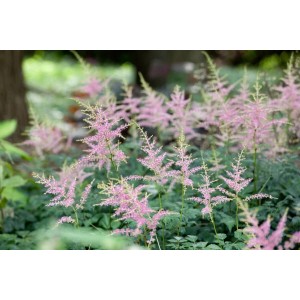 Rosa Prachtspiere 'Hennie Graafland' im Beet. Die Astilbe ist eine bienenfreundliche Staude.