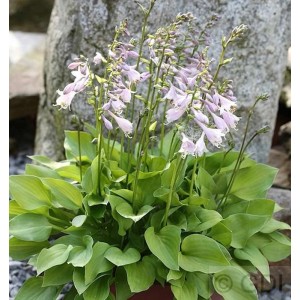 Funkie 'Stenantha' (Hosta fortunei) mit hellvioletten Blüten und grünen Blättern im Topf.