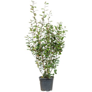 Wintergrüne Ölweide Set à 10 Stk. Höhe ca. 150-175cm Elaeagnus ebbingei