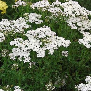 Schafgarbe 'Heinrich Vogeler' mit weißen Blüten als Staude im Garten.