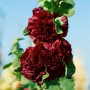Nahaufnahme der purpurroten Alcea Rosea Stockrose im Topf, blühende Zimmerpflanze.