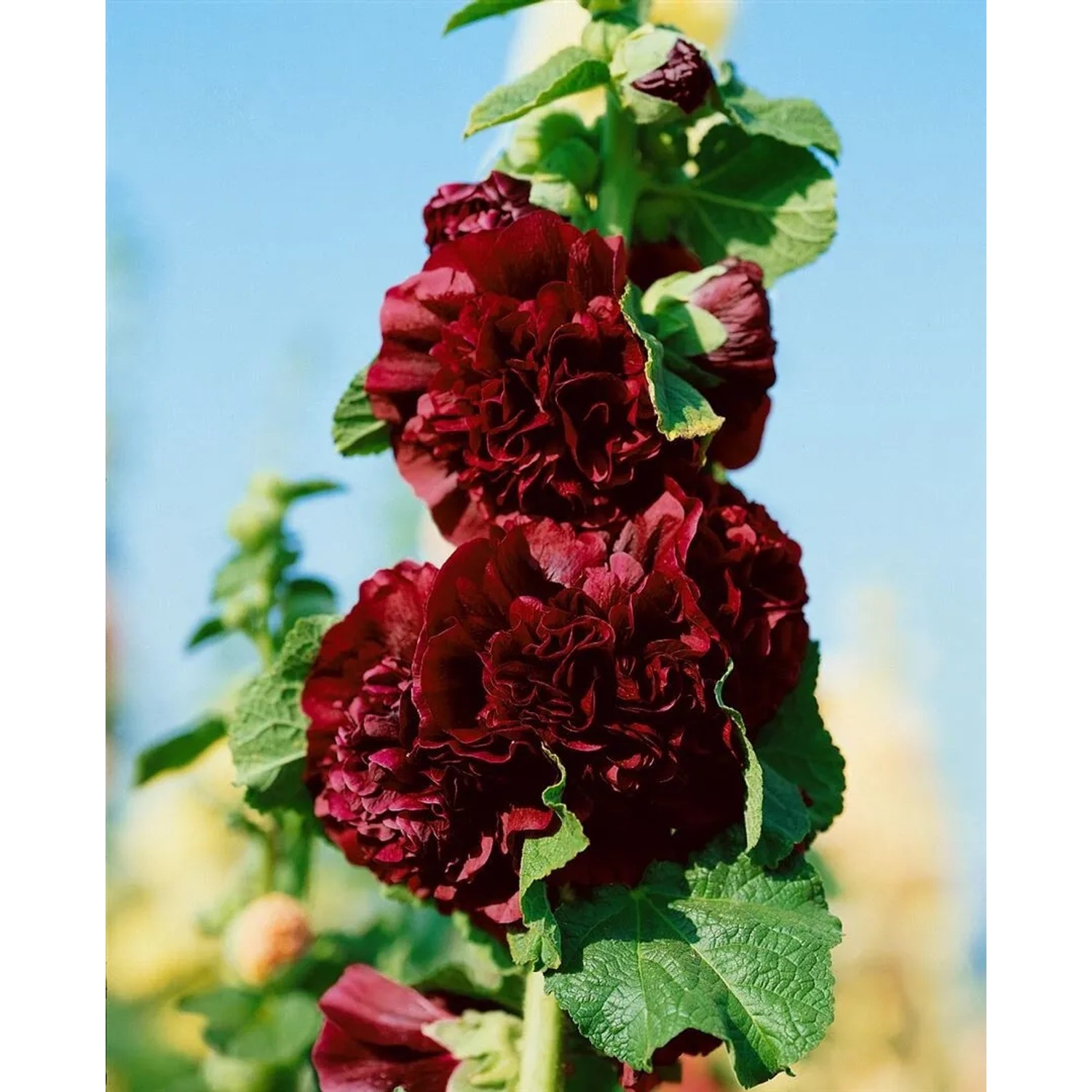 Nahaufnahme der purpurroten Alcea Rosea Stockrose im Topf, blühende Zimmerpflanze.