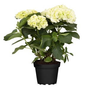 Hortensie Wedding Gown im Topf, weiße Blütenbälle, ca. 30 cm hoch.