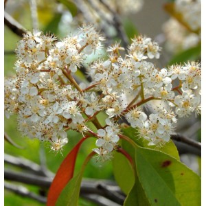 Nahaufnahme der weißen Blüten der Glanzmispel Carre Rouge (Photinia fraseri), Strauch.