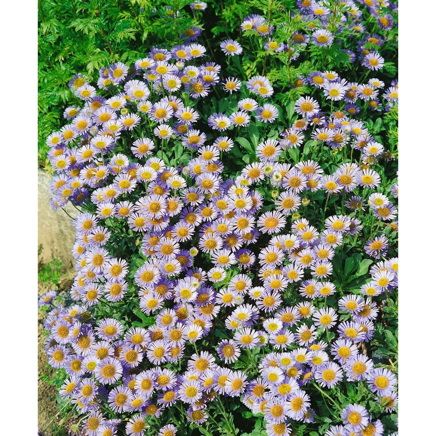 Erigeron Glaucus Strand Berufkraut Ca. 9x9 cm Topf günstig online kaufen