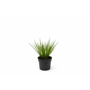 Junges Pampasgras 'Senior' im Topf, grüne Blätter. Ideal für Garten und Terrasse.