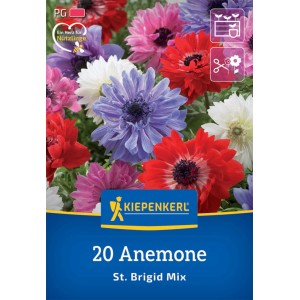 Kiepenkerl Kronen-Anemonen St. Brigid Mischung, 20 Blumenzwiebeln mit bunten Blüten.