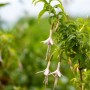 Scharlachfuchsie (Fuchsia Magellanica Var.alba) mit weißen Blüten und grünen Blättern im Topf.
