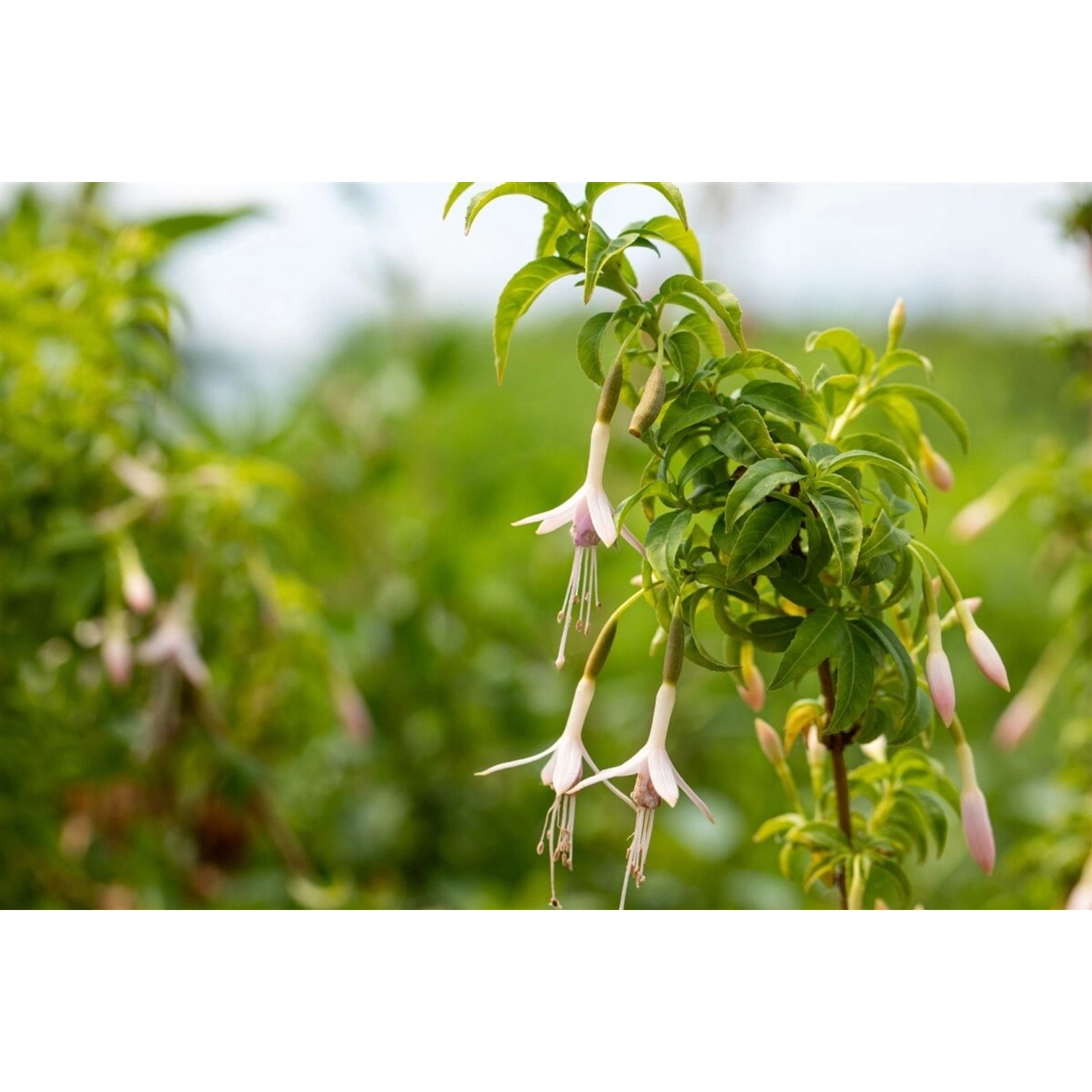 Fuchsia Magellanica Var.alba Scharlachfuchsie Ca. 11x11 cm Topf günstig online kaufen