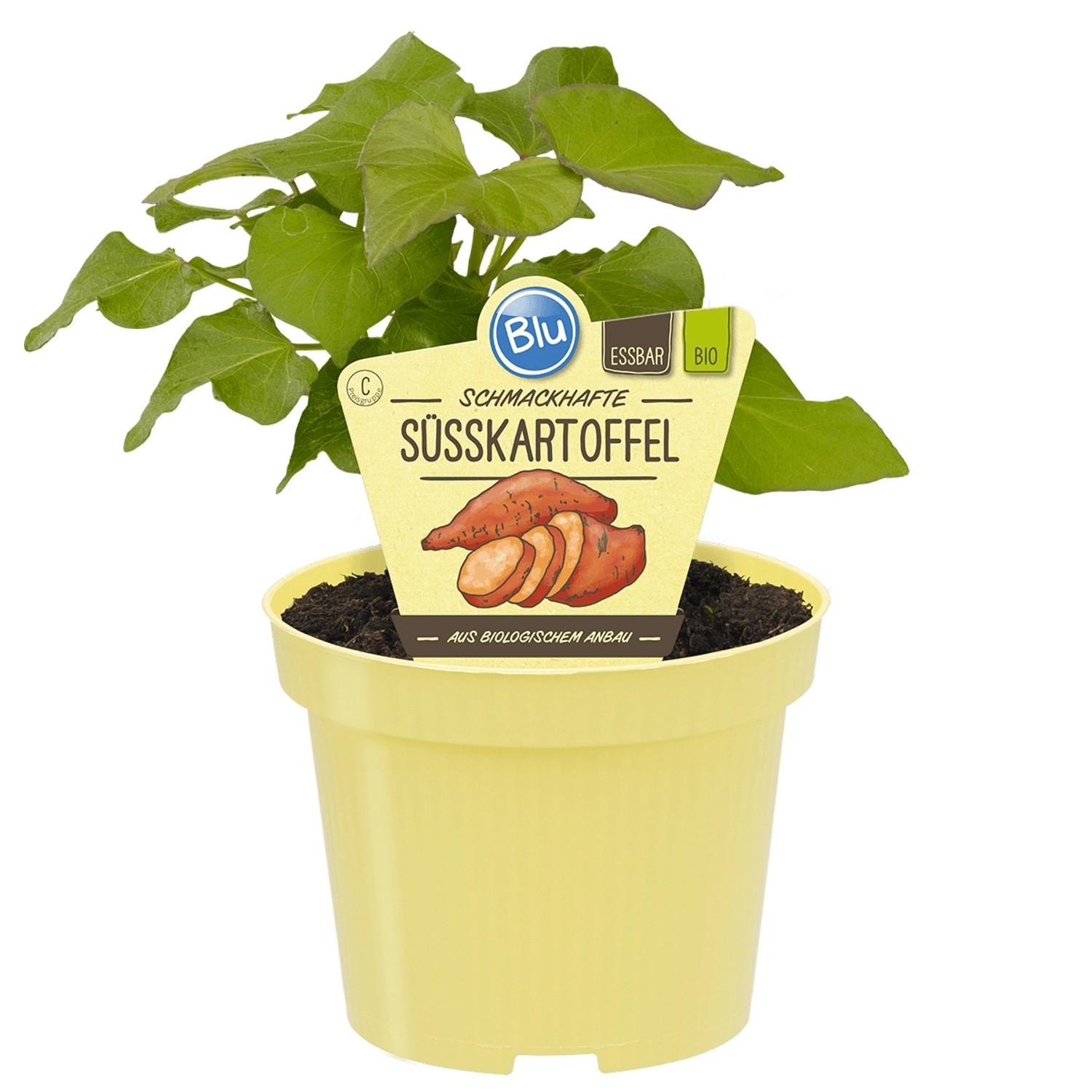 Blu Süßkartoffel TopfØ ca. 12 cm kaufen bei OBI