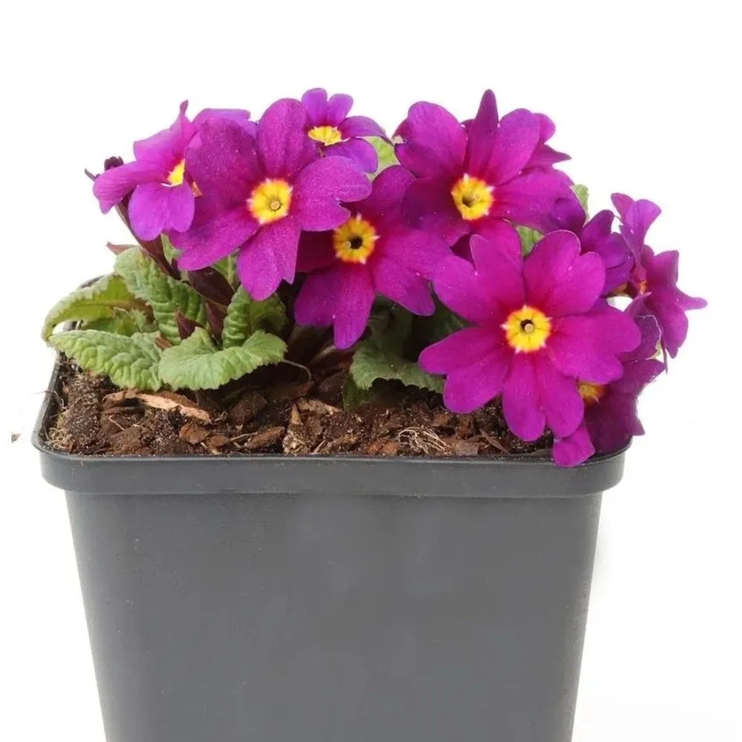 Teppich Primel Perle von Bottrop - Primula pruhoniciana