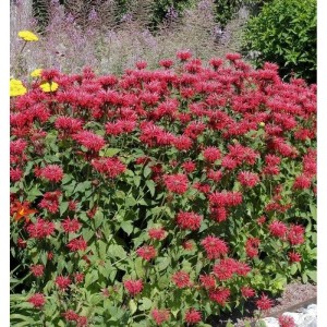 Beet mit Indianernessel 'Bee Happy' (Monarda fistulosa) mit roten Blüten.
