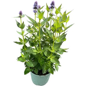 Koreaminze 'Bluesette' (Agastache rugosa) im Topf mit violetten Blütenähren und grünen Blättern.