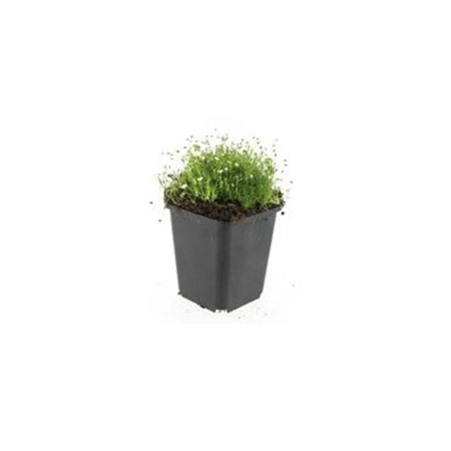 Exotenherz Bodendecker Steingarten Sternmoos Sagina Subulata 9cm Topf Set m günstig online kaufen