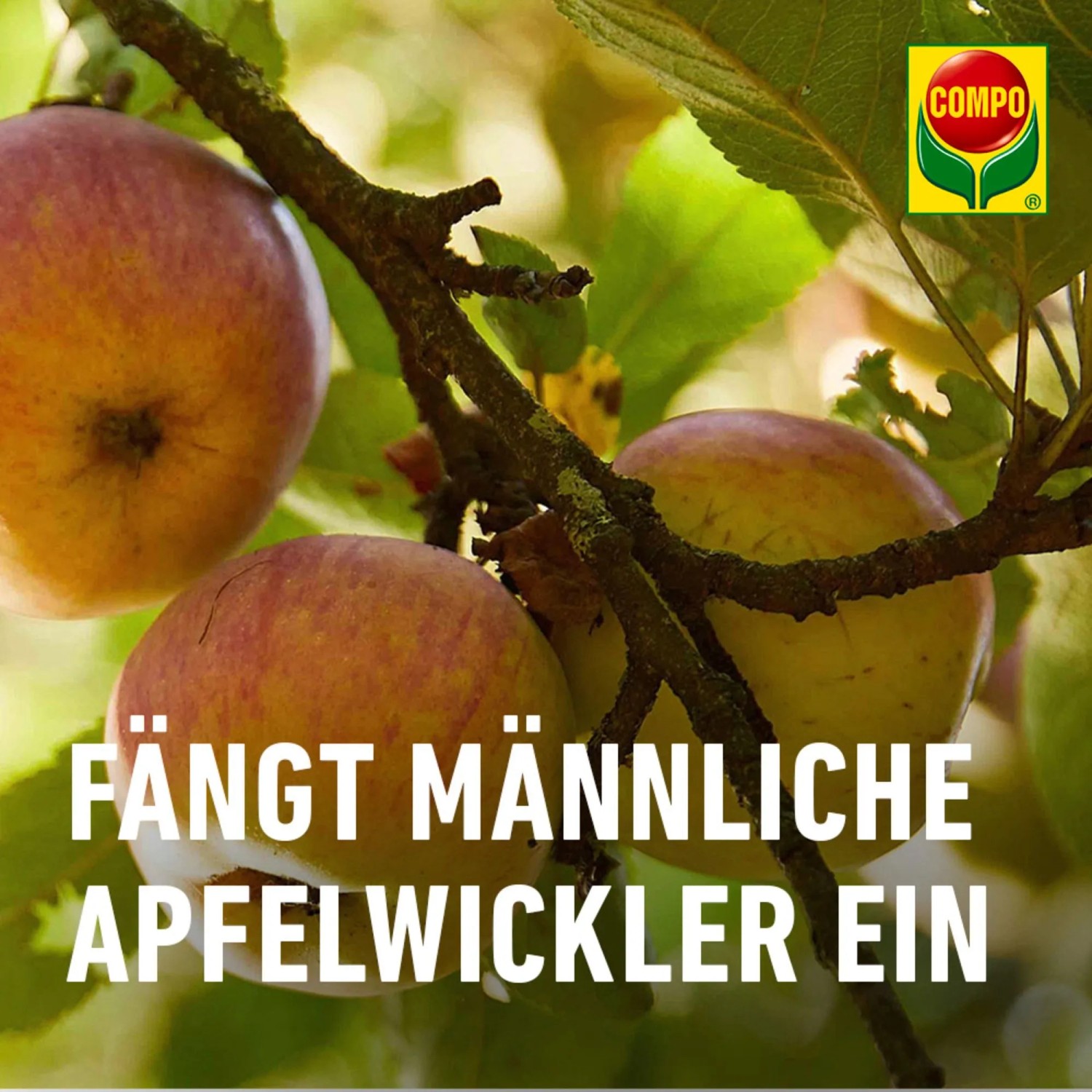 Äpfel am Baum mit Compo BIO Apfelwickler Lockstoff zur Schädlingsbekämpfung.