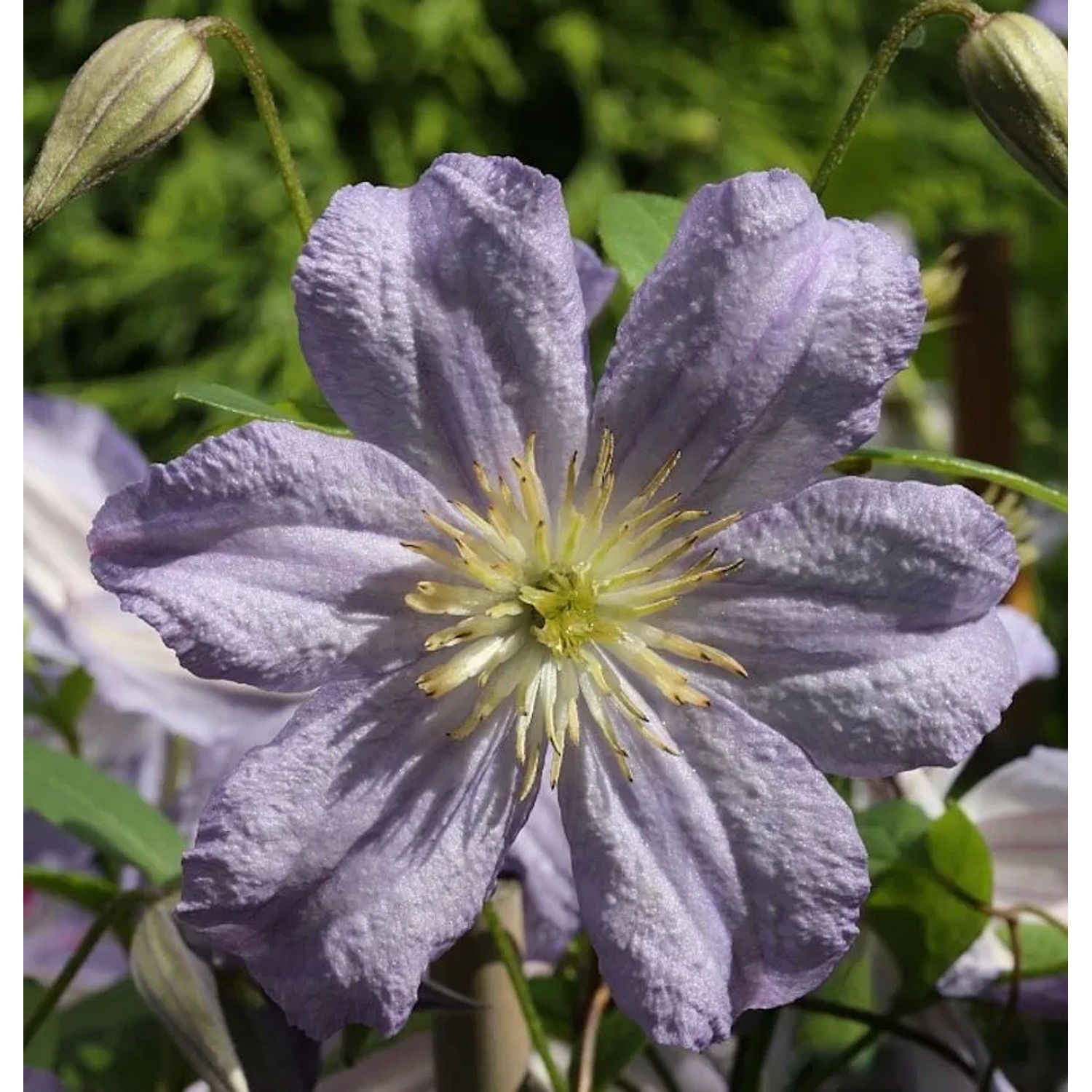 Robuste Waldrebe Prince Charles 40-60cm - Clematis viticella
