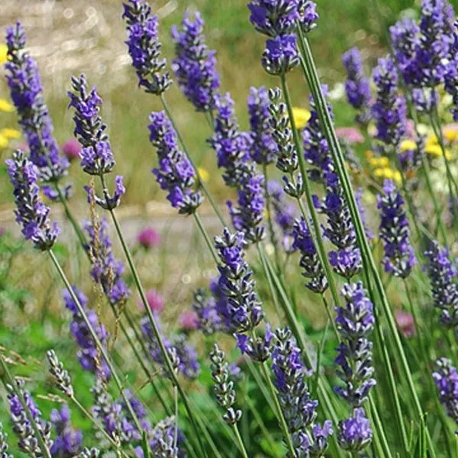 6 x Provence-Lavendel 'Grosso' Lavandula intermedia Topf 9cm Duftende Blüten