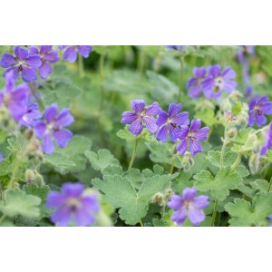 Kaukasus-Storchschnabel 'Philippe Vapelle' mit violett-blauen Blüten und graugrünem Laub im 9x9 cm Topf.