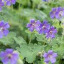Kaukasus-Storchschnabel 'Philippe Vapelle' mit violett-blauen Blüten und graugrünem Laub im 9x9 cm Topf.