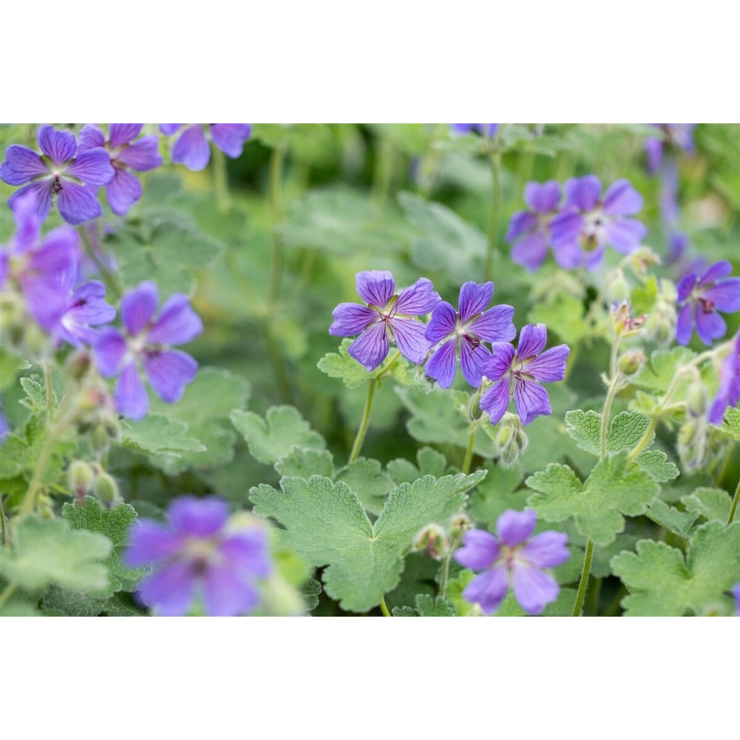Geranium Renardii Philippe Vapelle Kaukasus Storchschnabel Ca. 9x9 cm Topf günstig online kaufen