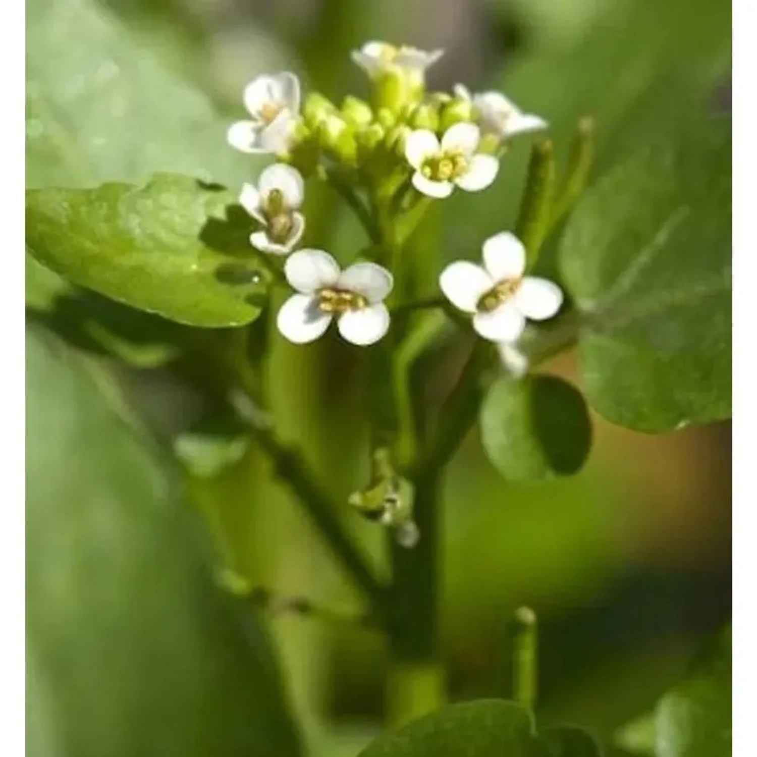 Brunnenkresse - Nasturtium officinale