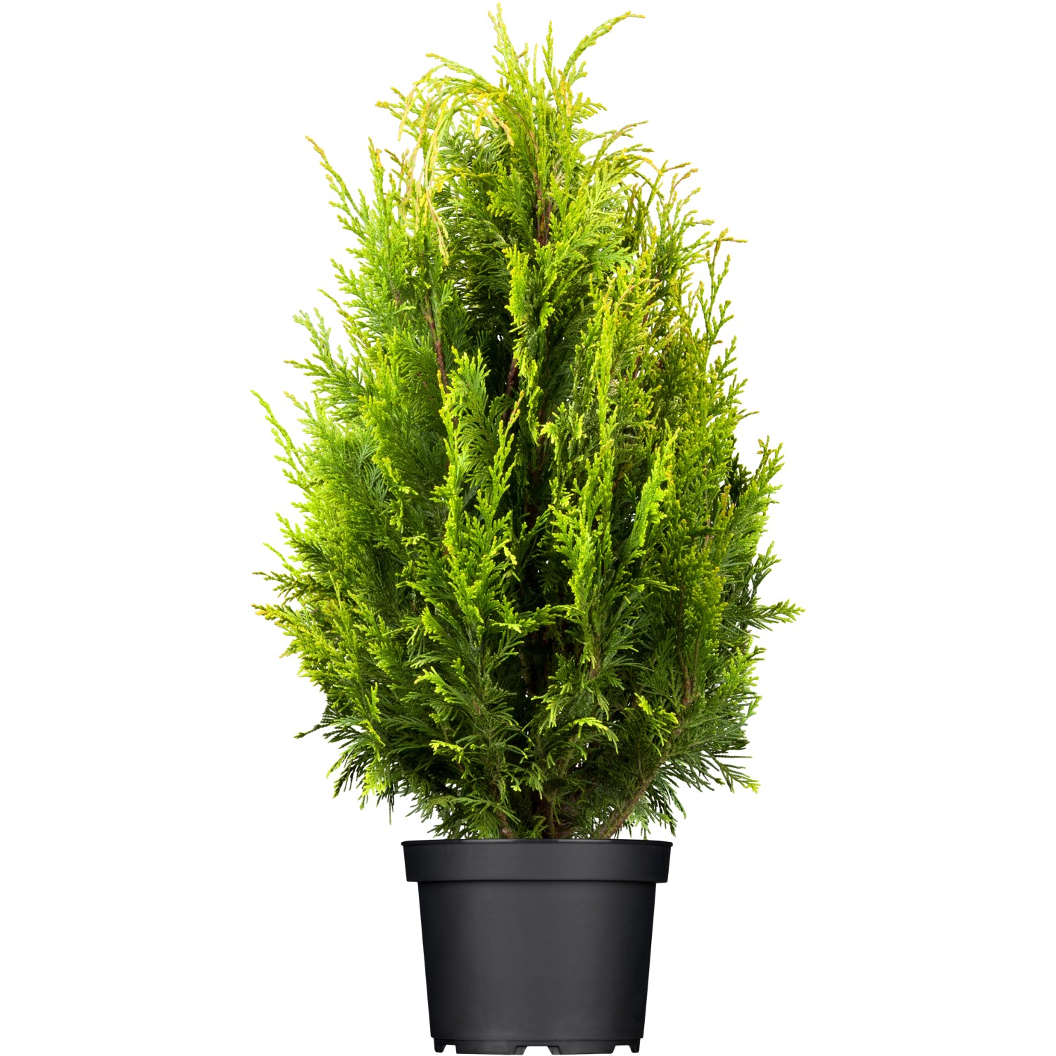 OBI Lebensbaum Smaragd Höhe ca. 20 - 30 cm Topf ca. 2 l Thuja günstig online kaufen