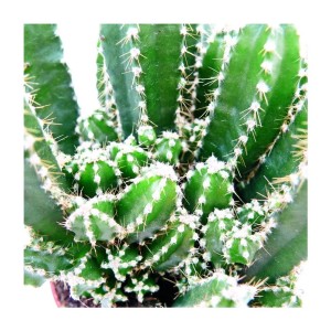 Grüner Cereus Floridianus Kaktus (Grünfinger) im 5,5cm Topf mit weißen Stacheln.