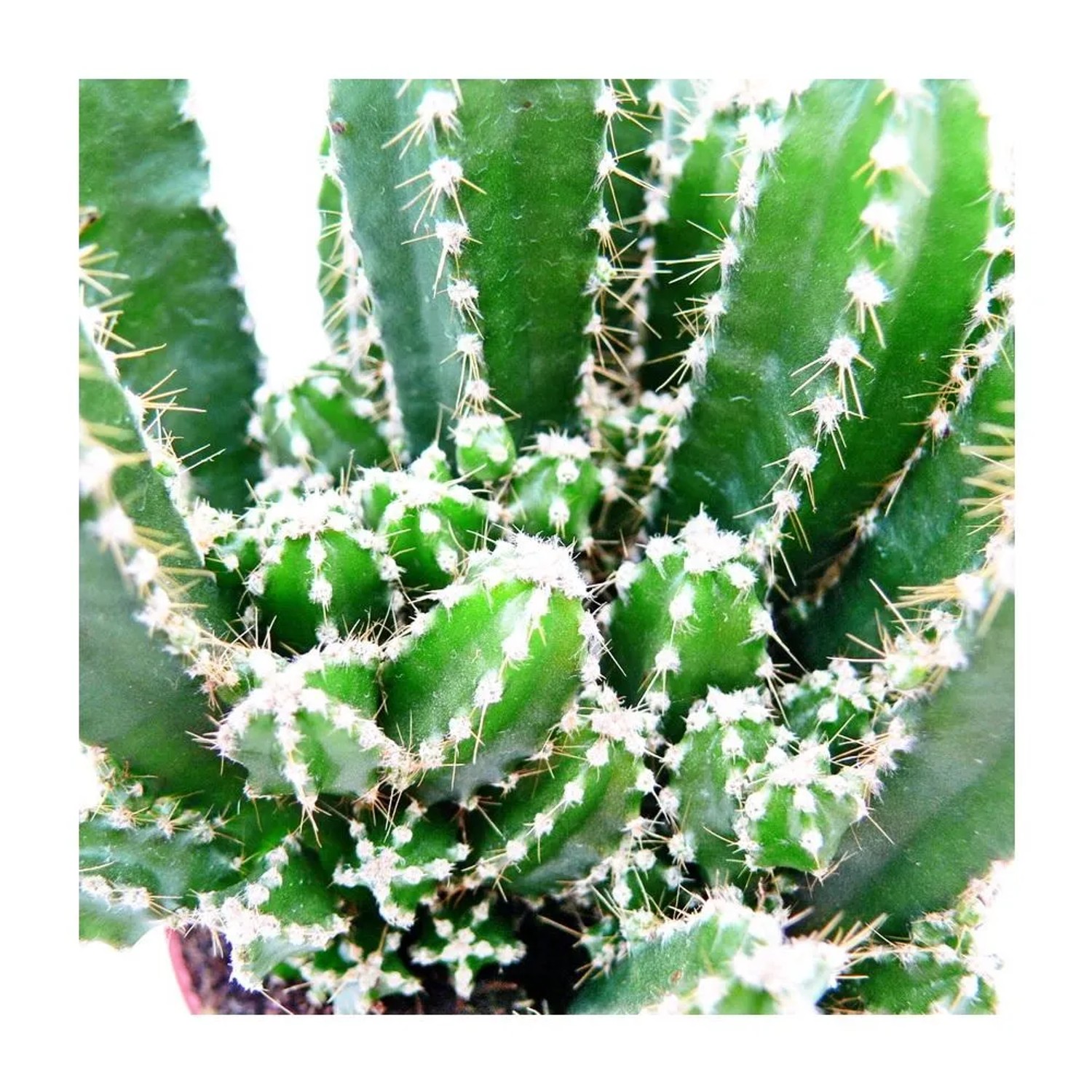 kentia palme wohnzimmer Kentia Palme Ø 19 cm – Elegante Zimmerpalme mit 80 cm Höhe