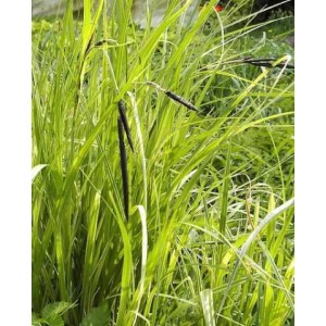 Scharfe Segge (Carex acuta), eine grüne Staude mit schlanken Blättern und dunklen Blütenständen.