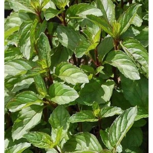 Nahaufnahme der grünen Blätter der Pfefferminze Orange (Mentha piperita).