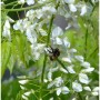 Weißblühender Seiden-Blauregen 60-80cm - Wisteria brachybotrys