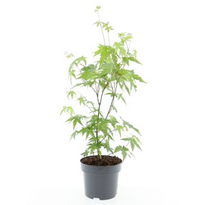 Japanischer Fächerahorn (Acer palmatum) im Topf, ca. 40-60 cm hoch.