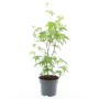 Japanischer Fächerahorn (Acer palmatum) im Topf, ca. 40-60 cm hoch.