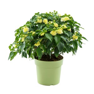 Gelbes Wandelröschen im Topf, ca. 40 cm hoch. Blühende Kübelpflanze für sonnige Standorte.