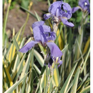 Blühende Bleiche Schwertlilie Aurea Variegata (Iris pallida) mit blau-violetten Blüten und gelb-gestreiften Blättern.
