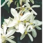 Immergrüne Duft Waldrebe (Clematis armandii) mit weißen Blüten, Nahaufnahme.