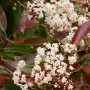 Blühende Glanzmispel Red Robin (Photinia) mit roten Blättern und weißen Blüten.