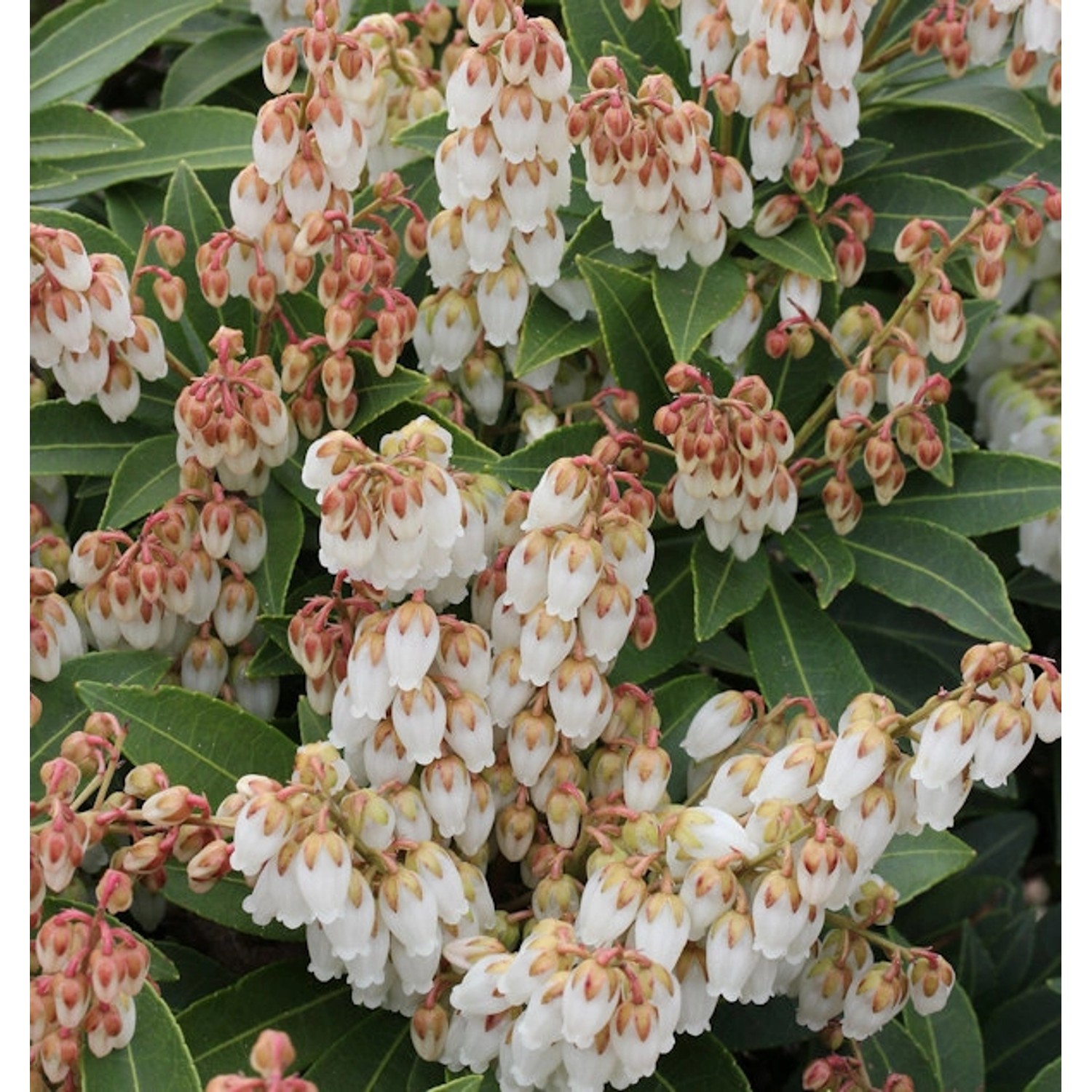 Schattenglöckchen Lavendelheide Forest Flame 80-100cm - Pieris japonica günstig online kaufen