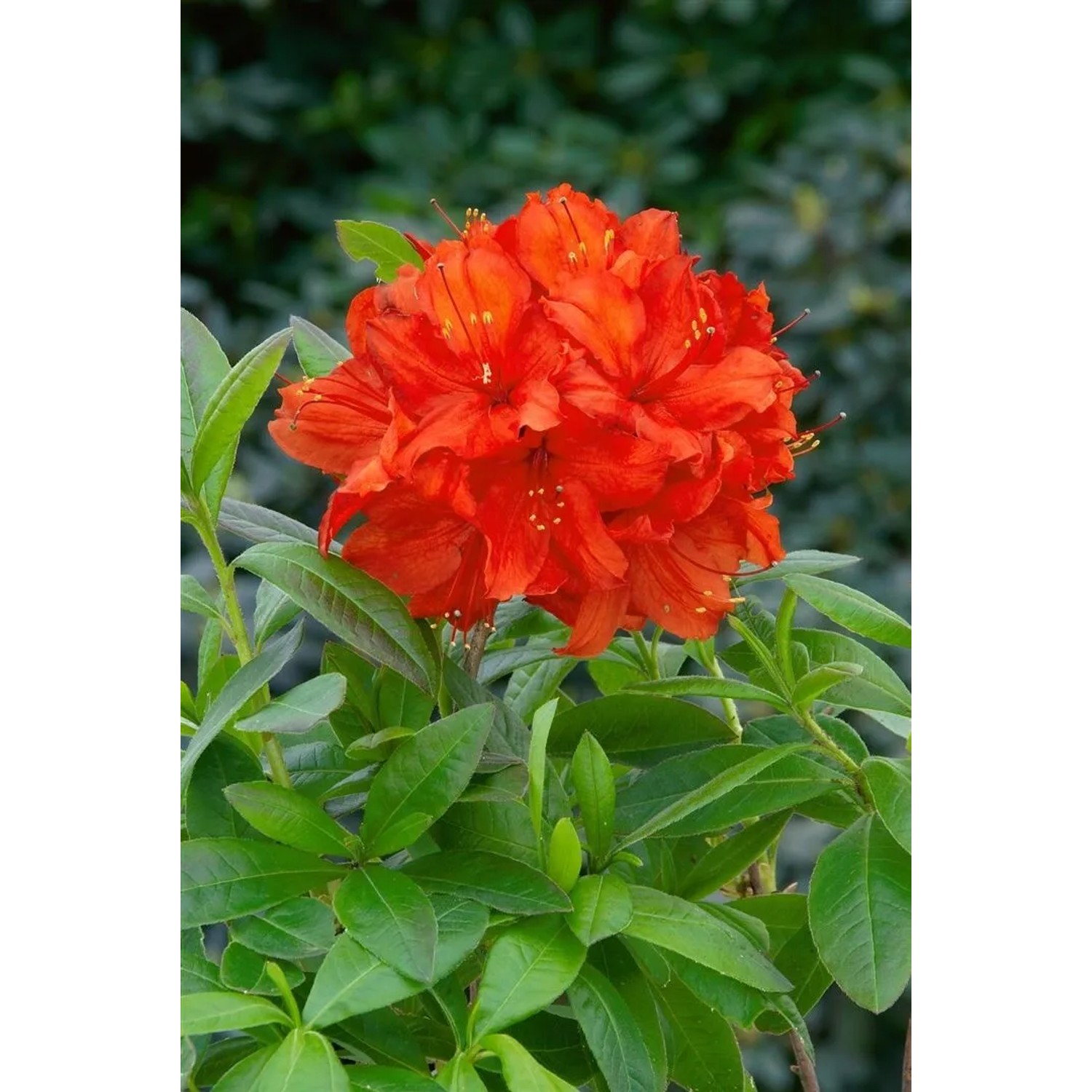rhododendron potted plant Southgate Brandi Rhododendron main image 0
