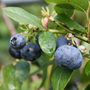 Heidelbeere Bluecrop mit dunkelblauen, bereiften Früchten und grünen Blättern am Strauch.